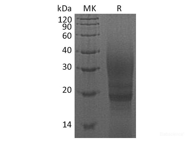 Recombinant Cavia porcellus CTLA-4 / CD152 Protein (C-His)-Elabscience