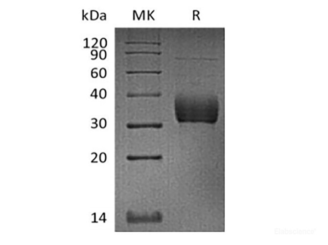 Recombinant Cynomolgus Sialic acid-binding Ig-like lectin 15/Siglec-15/CD33L3 (C-6His)