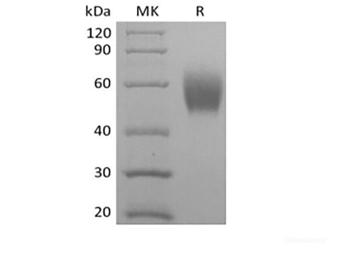 Recombinant Cynomolgus Signal-Regulatory Protein  alpha-1/SIRPA/CD172a (C-6His)