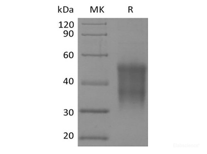 Recombinant Rhesus Macaque CD47/IAP/OA3 (N-6His-Flag)