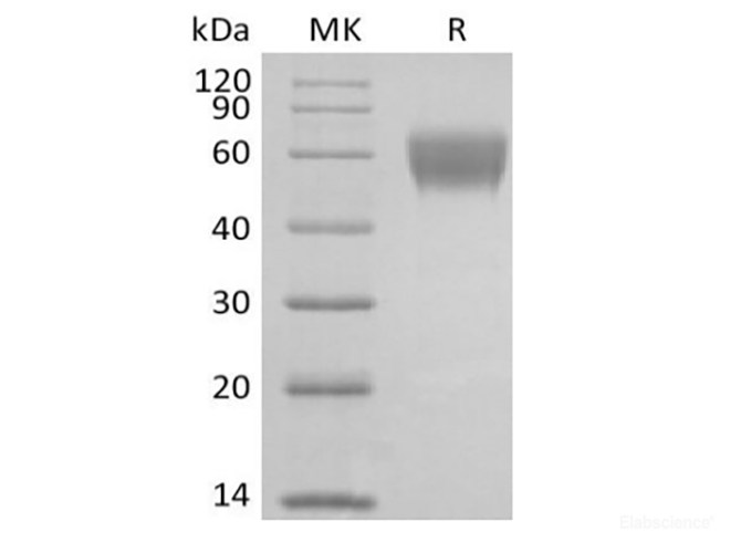 Recombinant Cynomolgus NKG2-D type II Integral Membrane Protein/NKG2D/CD314 (N-Fc)