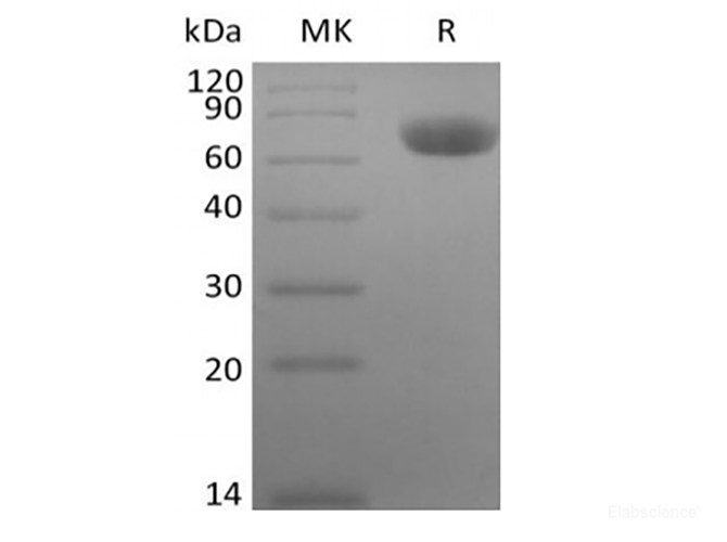 Recombinant Rhesus Macaque TNF Receptor II/TNF RII/TNFRSF1B/CD120b  (C-Fc)