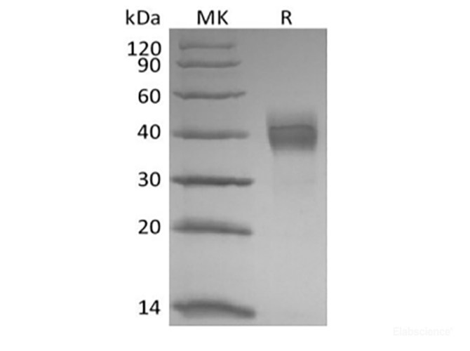 Recombinant Rhesus Macaque Tumor-associated Calcium Signal Transducer 2/TROP-2 (C-6His)