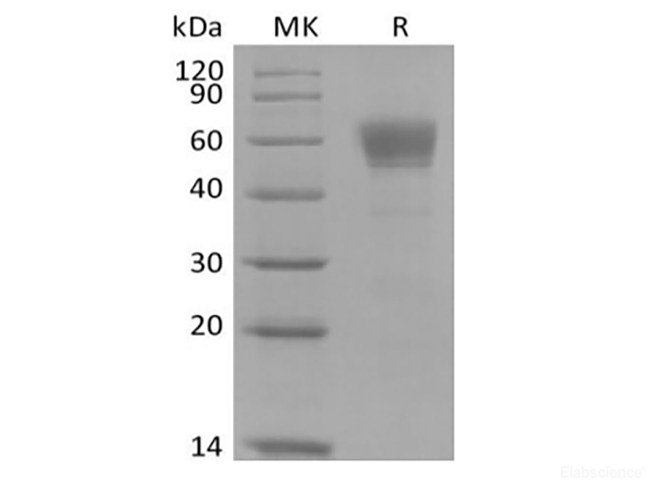 Recombinant Cynomolgus IL-3 Receptor Subunit Alpha/IL-3RA/CD123 (C-Fc)