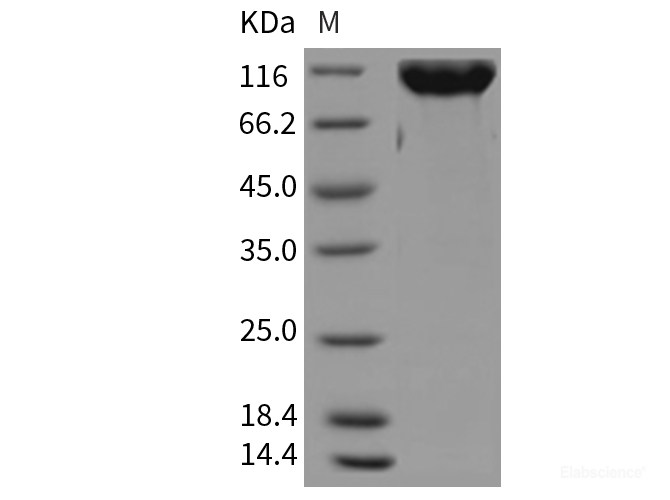 Recombinant Rat CSF1R / MCSF Receptor / CD115 Protein (Fc tag)-Elabscience