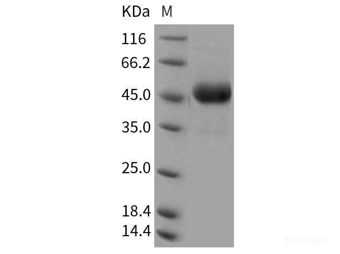 Recombinant Rat CD302 / CLEC13A Protein (Fc tag)-Elabscience
