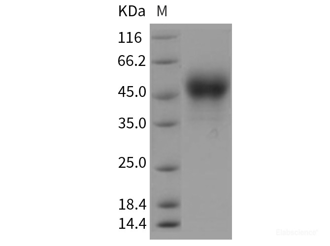 Recombinant Rat Coagulation Factor III / Tissue Factor / CD142 Protein (His tag)-Elabscience