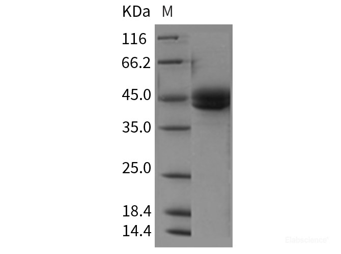 Recombinant Rat ICOS / AILIM / CD278 Protein (Fc tag)-Elabscience