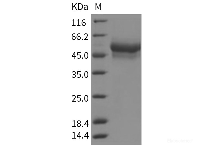 Recombinant Rat LAG3 / CD223 / Lymphocyte activation gene 3 Protein (His tag)-Elabscience