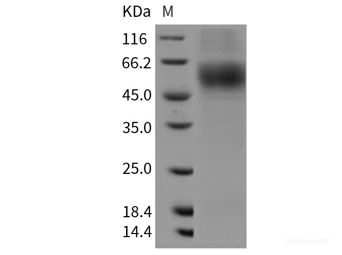 Recombinant Rat MSR1 / SCARA1 Protein (His tag)-Elabscience