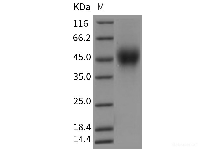 Recombinant Rat CD150 / SLAM / SLAMF1 Protein (His tag)-Elabscience