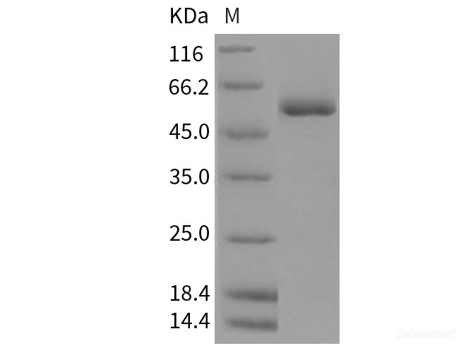 Recombinant Rat c-MPL / CD110 / TPOR Protein (His tag)-Elabscience