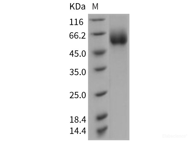Recombinant Rat SLC3A2 / CD98 Protein (His tag)-Elabscience
