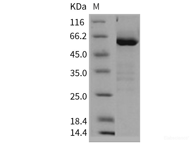 Recombinant Rat CD73 / NT5E Protein (His tag)-Elabscience