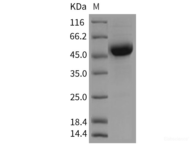 Recombinant Rat CD79B / B29 Protein (Fc tag)-Elabscience