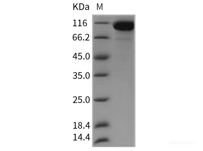 Recombinant Rat Semaphorin 4D / SEMA4D / CD100 Protein (His tag)-Elabscience