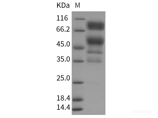 Recombinant Rat CD55 / DAF Protein (Fc tag)-Elabscience