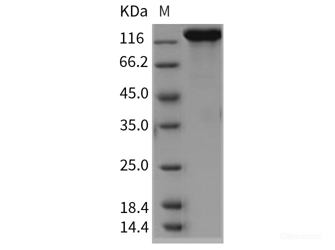 Recombinant Rat Contactin 3 / CNTN3 Protein (His tag)-Elabscience