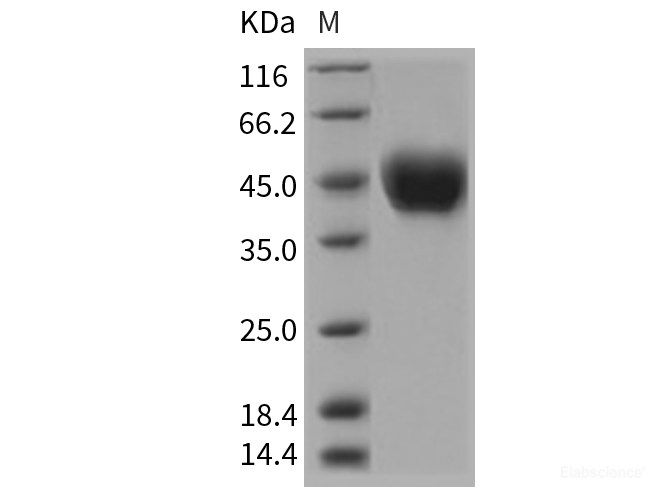 Recombinant Rat CD14 Protein (His tag)-Elabscience
