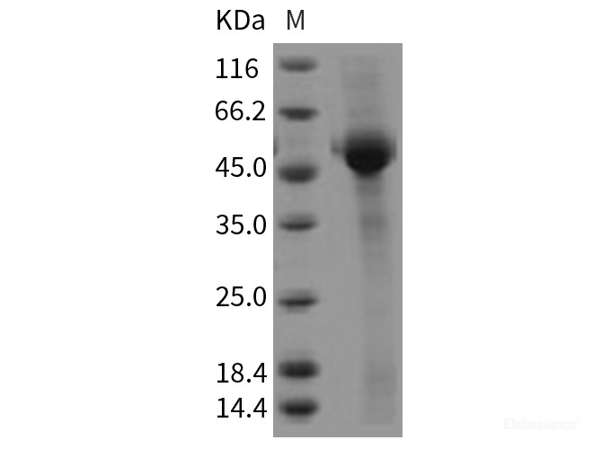 Recombinant Rat CD8A / Lyt2 Protein (Fc tag)-Elabscience