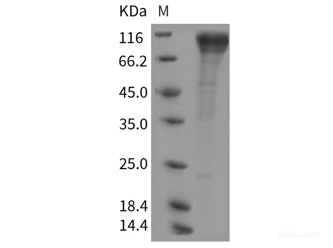 Recombinant Rat CDH13 / Cadherin-13 / H Cadherin Protein-Elabscience