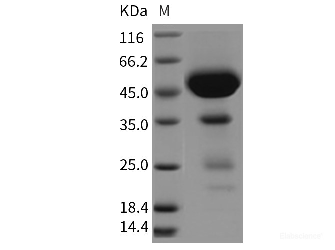 Recombinant Rat CLEC2D / OCIL Protein (Fc tag)-Elabscience