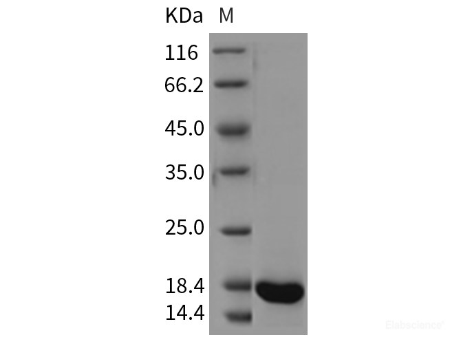 Recombinant Rat REG3A Protein (His tag)-Elabscience