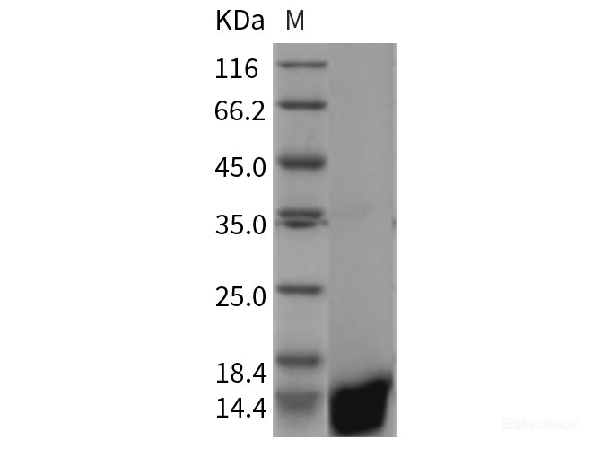 Recombinant Rat Galectin-1 / LGALS1 Protein-Elabscience