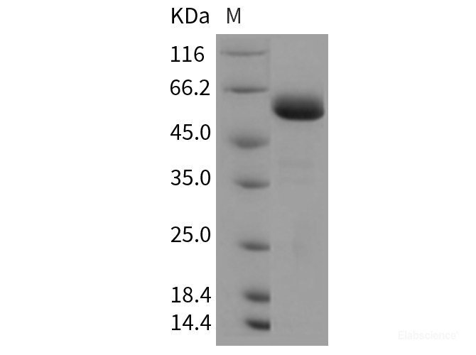 Recombinant Rat JAM-A / F11R Protein (Fc tag)-Elabscience
