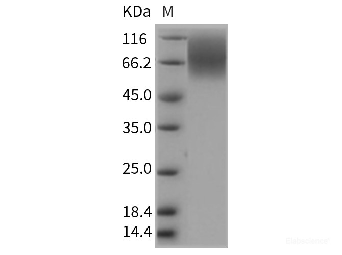 Recombinant Rat CEACAM1 / CD66a Protein (His tag)-Elabscience