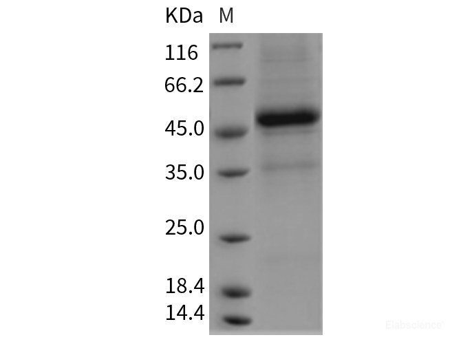 Recombinant Rat Interleukin 25 / IL25 / IL17E Protein (Fc tag)-Elabscience
