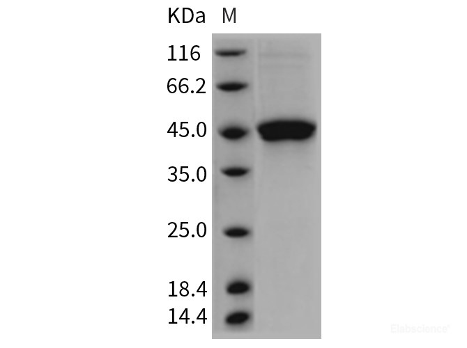 Recombinant Rat GITR / TNFRSF18 Protein (Fc tag)-Elabscience
