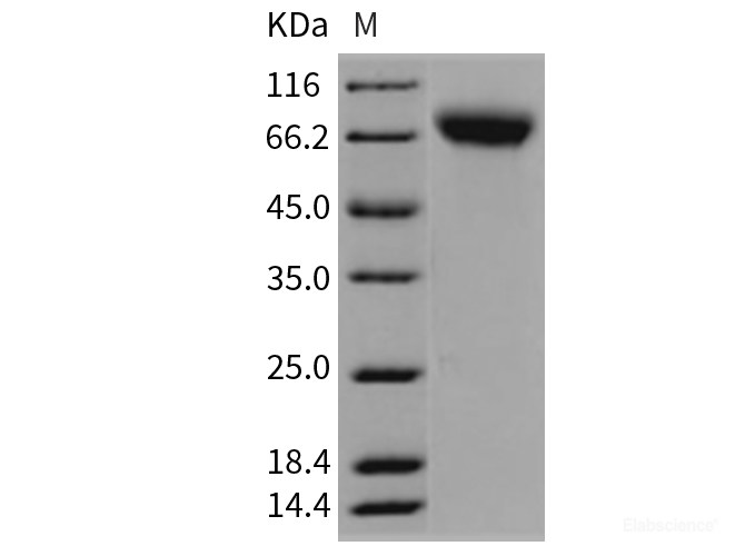 Recombinant Rat ICAM-1 / CD54 Protein (His tag)-Elabscience