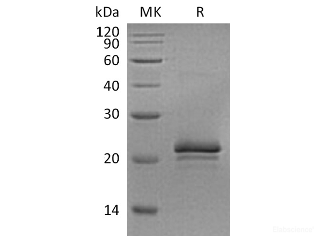 Recombinant Rat Vascular Endothelial Growth Factor A Protein-Elabscience