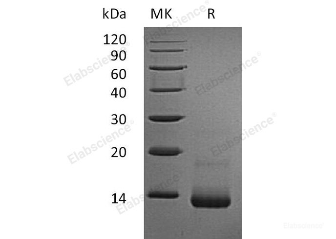 Recombinant Rat C-C motif chemokine 5 Protein-Elabscience