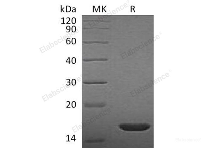 Recombinant Rat Fibroblast growth factor 2/Fibroblast Growth Factor Basic Protein-Elabscience