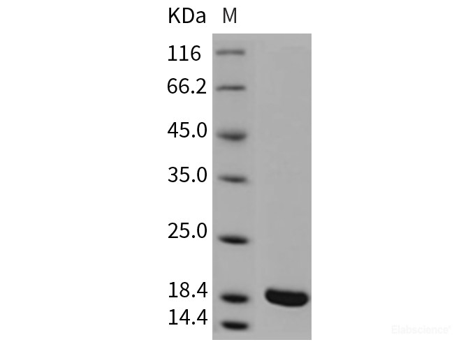 Recombinant Rat IL-1 beta / IL1B Protein (mature form)-Elabscience