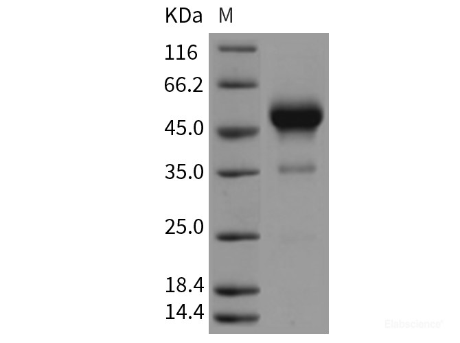 Recombinant Rat IFNG / Interferon Gamma Protein (Fc Tag)-Elabscience
