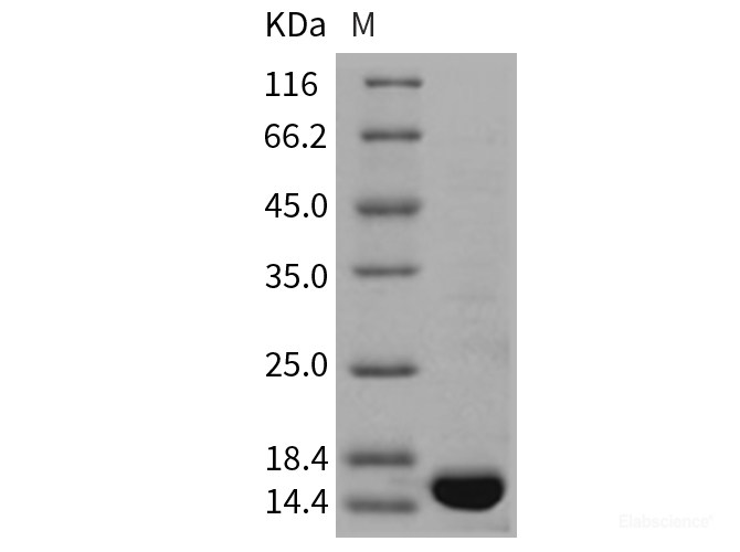Recombinant Rat TNF-alpha / TNFA Protein-Elabscience
