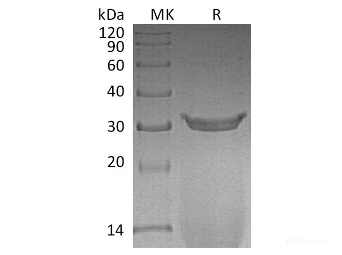 Recombinant Rat IgG2A Fc/Igg-2a Protein -Elabscience