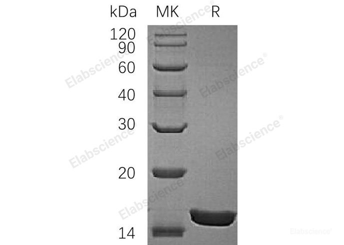 Recombinant Rat Interleukin-1 Alpha/ IL-1α Protein-Elabscience