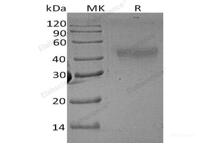 Recombinant Rat M-CSF/CSF1 Protein-Elabscience