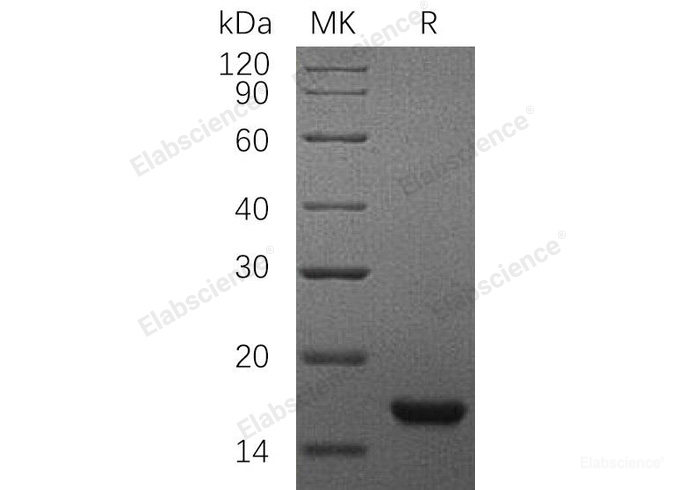 Recombinant Rat Stem Cell Factor/SCF Protein(C-6His) -Elabscience