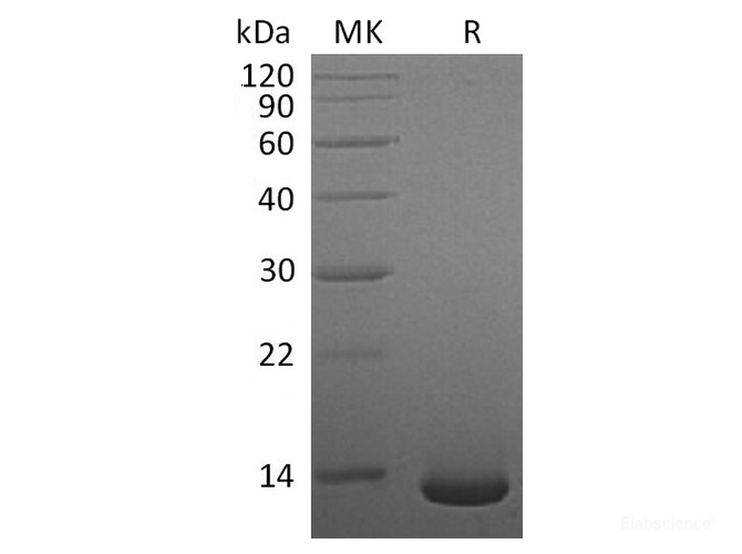 Recombinant Human/Mouse/Rat BMP-2 Protein-Elabscience