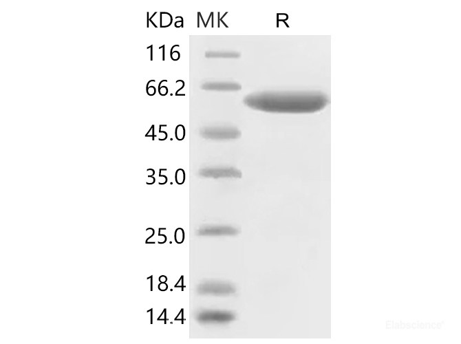 Recombinant 2019-nCoV Spike Protein (RBD, mFc Tag)(Active)
