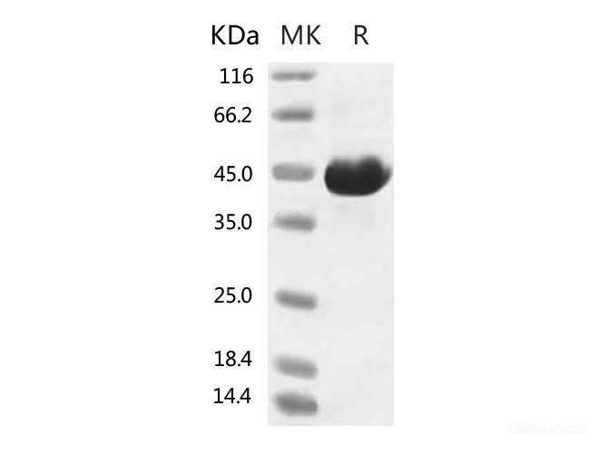 Recombinant 2019-nCoV Spike Protein (RBD, Fc Tag)-Elabscience