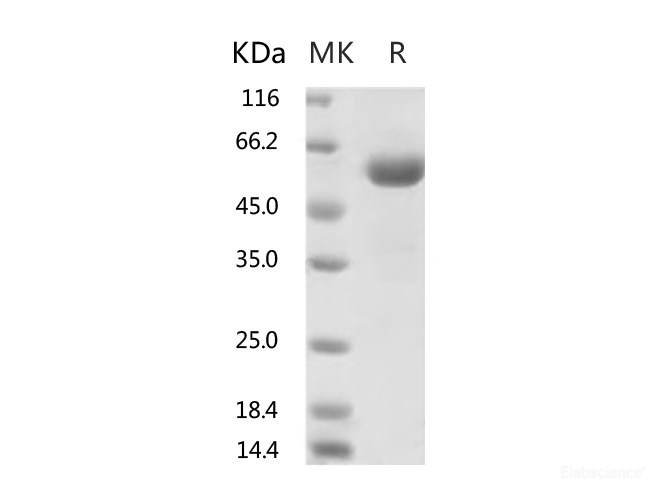 Recombinant 2019-nCoV Spike Protein (RBD, mFc Tag)(V367F)-Elabscience