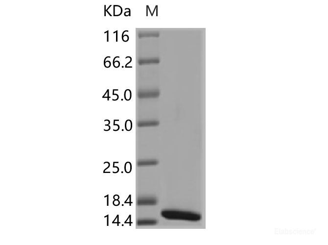 Recombinant DENV (type 1, strain US/Hawaii/1944) E / Envelope Protein (Domain III, His Tag)
