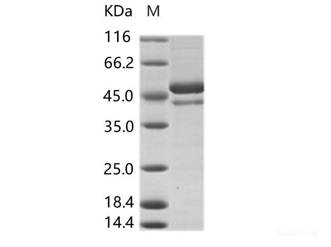 Recombinant DENV (type 4, strain Philippines/H241/1956) E / Envelope Protein (ECD, His Tag)