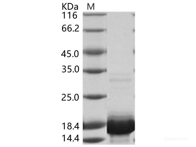 Recombinant DENV-2 (Strain New Guinea C) Capsid protein / DENV-C Protein (His Tag)